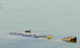 Đồng ý đề xuất bắt rùa tai đỏ ở Hồ Gươm