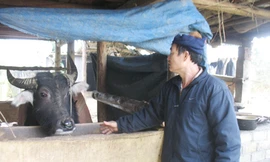 Ông Vàng Văn Lả bên con trâu được chăm chút kỹ lưỡng Ảnh: Phạm Anh