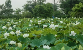 Đầm sen trắng nở rộ hút dân Thủ đô đến tạo dáng, chụp ảnh