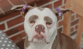 Cô chó nổi tiếng trên mạng nhờ có gương mặt 'hờn cả thế giới'