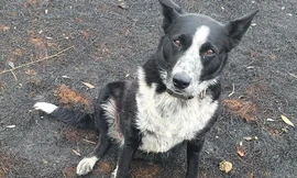 Câu chuyện về cô chó dũng cảm, cứu hàng chục sinh mạng khỏi cháy rừng