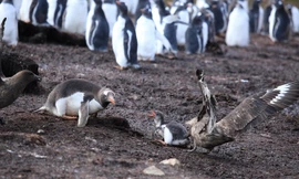 Chim cướp biển nuốt chửng chim cánh cụt non