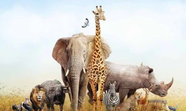 Thế giới không có động vật sẽ như thế nào?