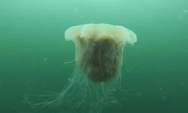 Sứa bờm sư tử - loài sứa khổng lồ, có nọc độc gây chết người