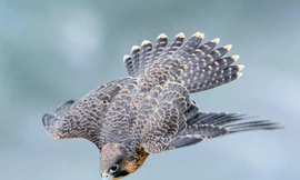 Loài chim sở hữu tốc độ 390 km/h, nhanh nhất hành tinh