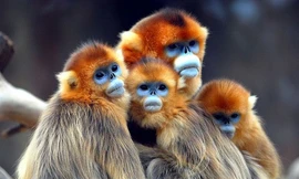 Loài khỉ mặt xanh, mũi phẳng, sống tại vùng núi tuyết