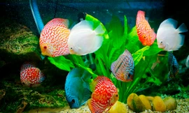 Vì sao nước nóng có hại cho cá?