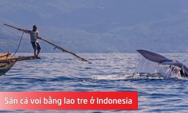 Săn cá voi bằng lao tre ở Indonesia