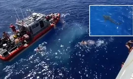 Tuần duyên Mỹ bắn cá mập, giải cứu gần 40 người đang bơi