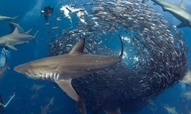 Sư tử biển hợp tác cùng cá mập, cá voi vây bắt đàn cá mòi khổng lồ