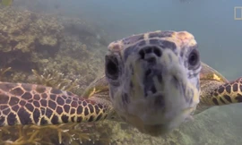 Nụ hôn lãng mạn của đồi mồi dành cho ống kinh camera