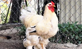 Gà quý tộc Anh gần 20 triệu mỗi cặp