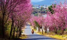 Mai anh đào khoe sắc trên phố núi Đà Lạt