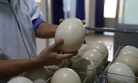 Cận cảnh nơi ấp nở đà điểu trong trại nuôi 250 ha tại Khánh Hòa