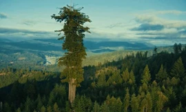 Cận cảnh cây cao nhất thế giới, gấp đôi tượng Nữ thần Tự do