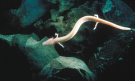 Loài vật có thể sống 10 năm chỉ với một bữa ăn