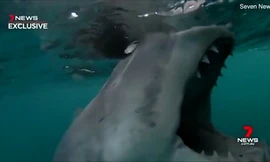 Dựng tóc gáy cảnh cá mập trắng hung bạo cắn động cơ thuyền 