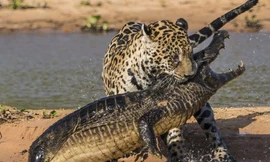 Cuộc chiến cân sức giữa cá sấu và báo đốm