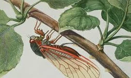 Vì sao ve sầu thích ca hát vào mùa hè?