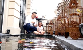 Bể cá Koi tiền tỷ trên sân thượng