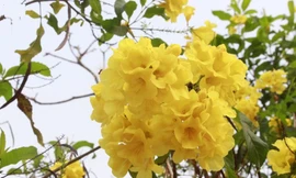 Hoa chuông vàng khoe sắc nơi phố núi Sơn La