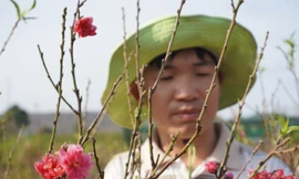 Đào rừng lai ghép bung nở trên phố núi