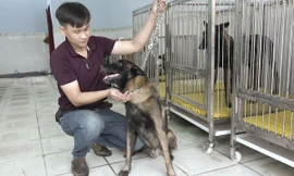 Nuôi chó nghiệp vụ thu nửa tỷ mỗi tháng