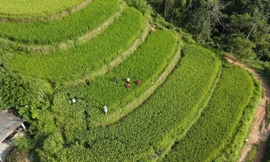 Độc đáo nuôi cá chép trong ruộng bậc thang tại Hà Giang