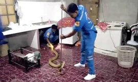 Bắt hổ mang chúa 4 mét trốn trong bếp