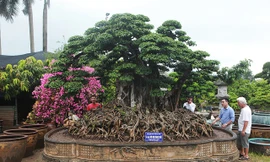 Choáng ngợp cây sanh lá móng cổ thụ giá chục tỷ ở Hà Nội