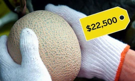 Vì sao dưa lưới Nhật giá hàng chục nghìn USD một trái?