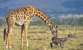 Hươu cao cổ con chào đời, rơi từ độ cao 2 m xuống đất