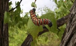 Loài sâu bướm đặc sản đang bị hạn hán đe dọa