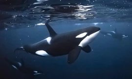 Thợ lặn 5 năm tìm kiếm cá voi sát thủ dưới biển Na Uy