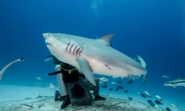 Hồ nước ngọt duy nhất trên thế giới có cá mập sinh sống