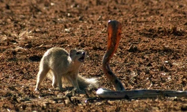 Cầy mangut giúp sóc đối phó với rắn hổ mang