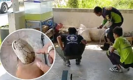 Hổ mang chúa 4 mét cố thủ dưới bể cá