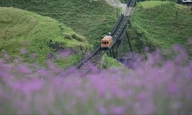 Vẻ thơ mộng của vườn hoa tím ở Sa Pa