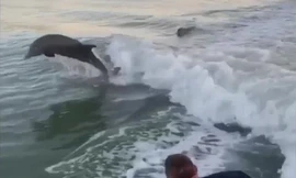 Đàn cá heo bơi theo thuyền của lính cứu hỏa