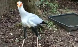 Cách tấn công con mồi kỳ lạ của diều ăn rắn