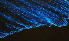 Sóng biển phát sáng màu xanh 