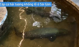 Cặp cá hải tượng khổng lồ trong quán cà phê 