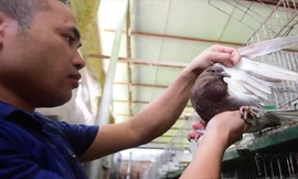 Bỏ nghề lập trình viên về làm ‘nông dân nuôi chim’ thu 3 tỷ đồng/năm