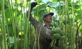 Trồng sen 'khổng lồ' lấy hạt, nông dân thu cả trăm triệu đồng
