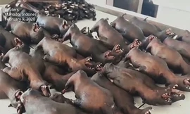 Bất chấp đại dịch Covid-19, thịt dơi ở Indonesia vẫn 'cháy' hàng