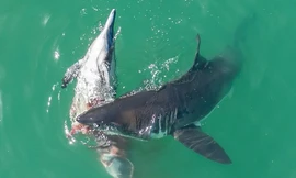 Cá mập trắng ăn thịt cá heo trên biển