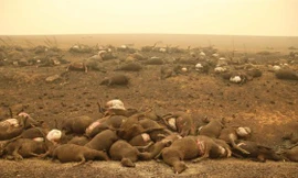 Cháy rừng Australia: Xót xa nửa tỷ động vật bị xóa sổ, kangaroo chết la liệt