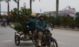 Dịch vụ chở cây cảnh thuê ‘hốt bạc’ ngày cận Tết