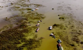 ‘Trinh nữ đầm lầy’ xâm lấn hồ Trị An