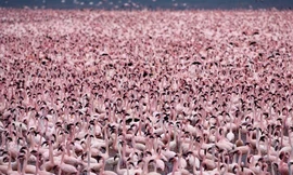 Hồ nước độc nuôi sống hàng triệu hồng hạc